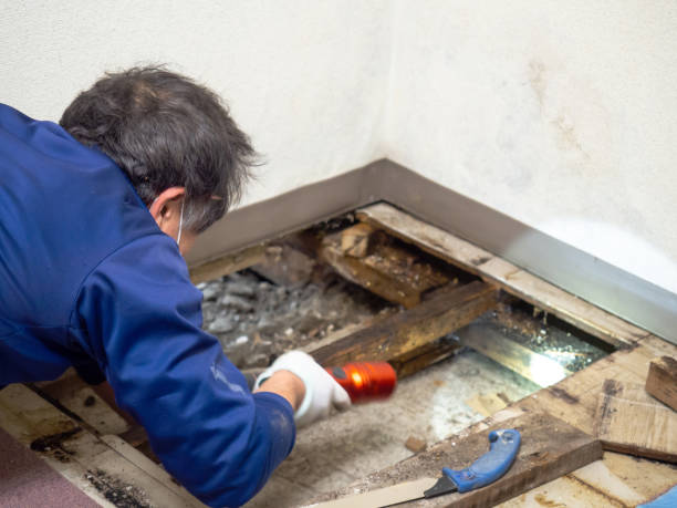 Best Mold Removal for HVAC Installations  in Okeechobee, FL